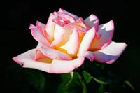 Rosa centifolia | Ross