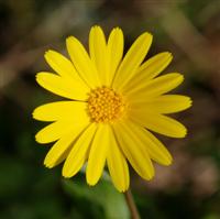 Calendula