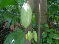 Cacao boter