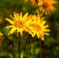 Arnica