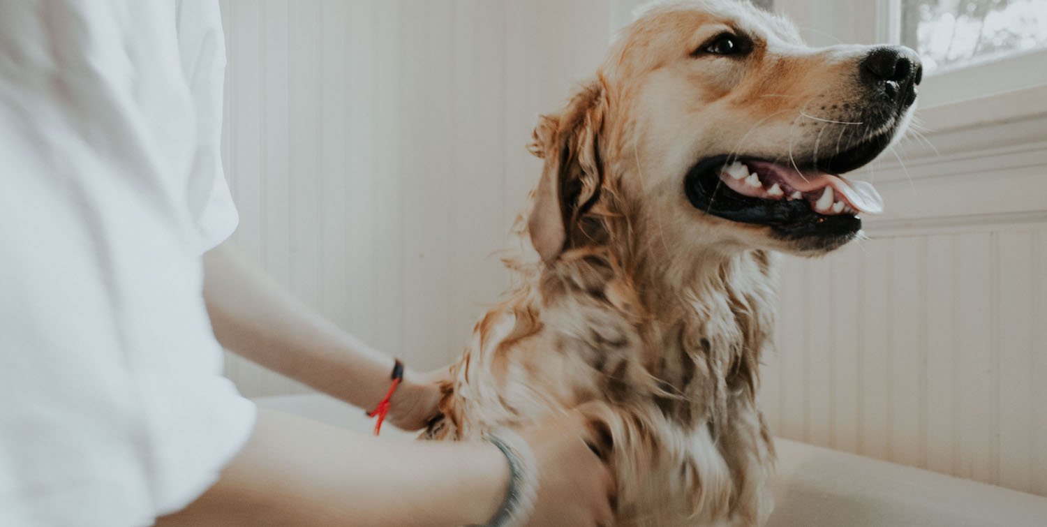 Gietvorm Gezond eten parachute Was je hond met natuurlijke honden shampoo | Big Green Smile