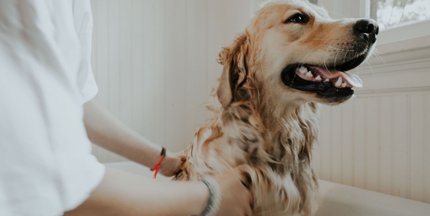 kijken Koninklijke familie Overleven Was je hond met natuurlijke honden shampoo | Big Green Smile