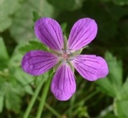 Geranium