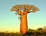 baobab