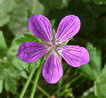 geranium