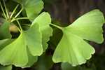 ginkgo