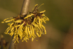 hamamelis