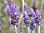 lavendel